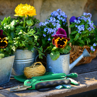 Watering can, gardening tools and flowering garden plants on a bench